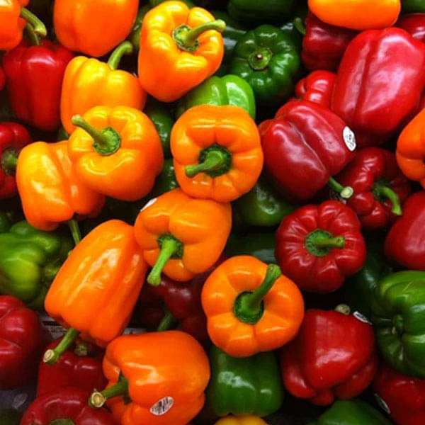 Capsicum Mix Color Bell Pepper Vegetable Seeds